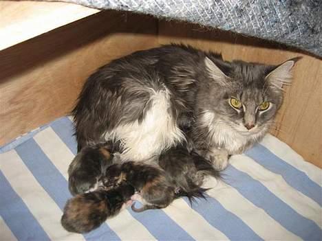 Maine Coon Flying Stars Blue Dream billede 4