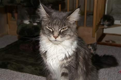 Maine Coon Flying Stars Blue Dream billede 5