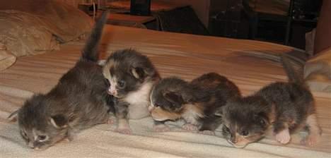 Maine Coon Flying Stars Blue Dream billede 6