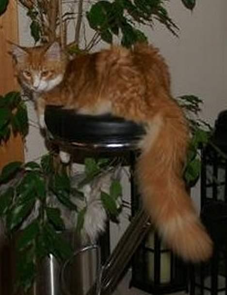 Maine Coon IC President of Koi Pond billede 13