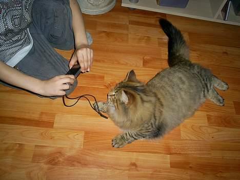 Norsk Skovkat Bjerglossen's Zizella billede 2