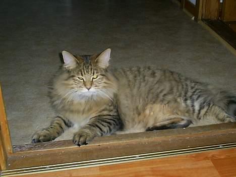 Norsk Skovkat Bjerglossen's Zizella billede 3