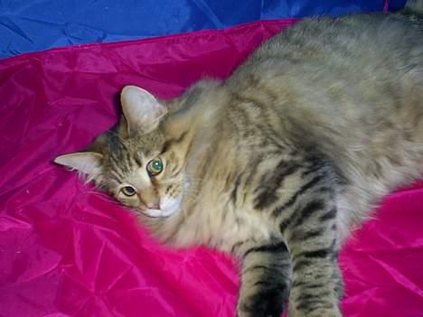 Norsk Skovkat Bjerglossen's Zizella billede 4