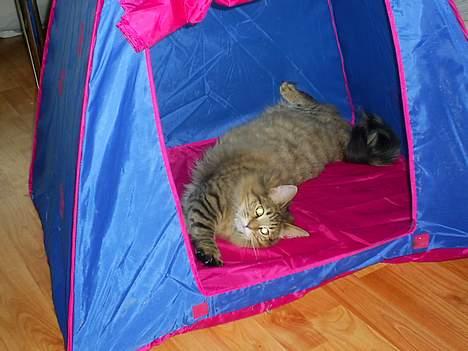 Norsk Skovkat Bjerglossen's Zizella billede 5