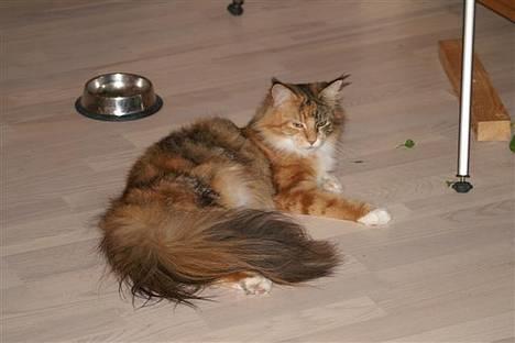 Maine Coon Desert Rose billede 14