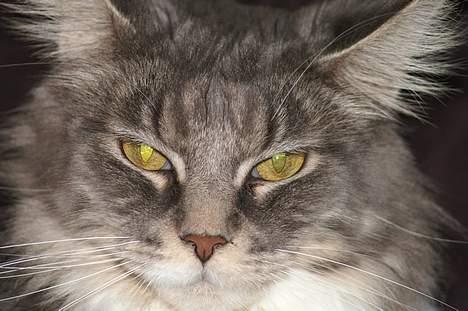 Maine Coon Flying Stars Blue Dream billede 7