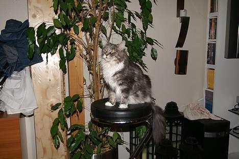 Maine Coon Flying Stars Blue Dream billede 8