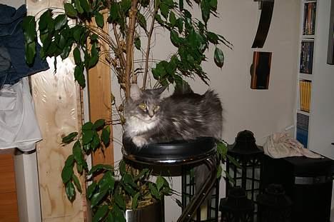 Maine Coon Flying Stars Blue Dream billede 9