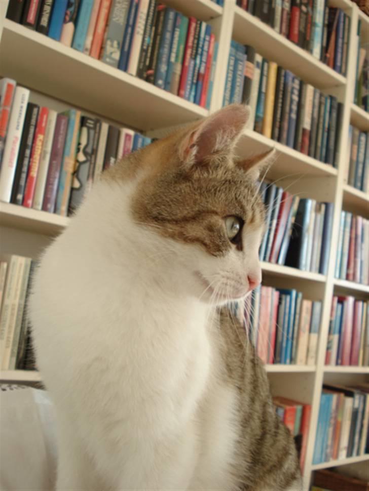 Huskat Oliver R.I.P  billede 5