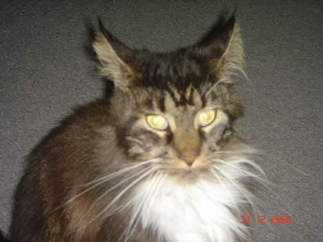 Maine Coon Felix (VÆK) billede 2