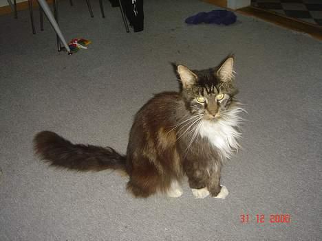 Maine Coon Felix (VÆK) billede 3