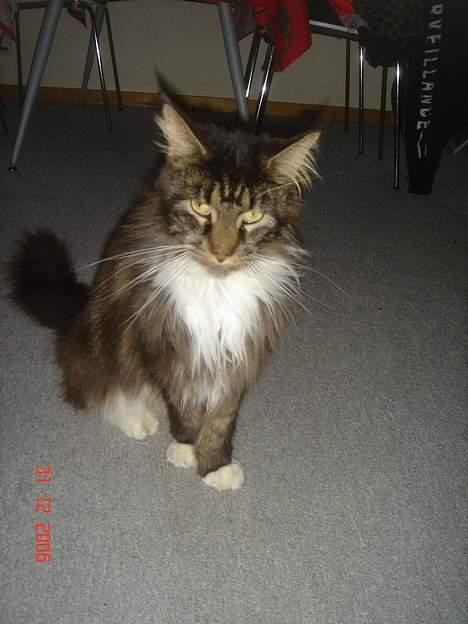 Maine Coon Felix (VÆK) billede 4