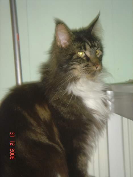 Maine Coon Felix (VÆK) billede 5
