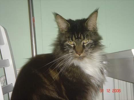 Maine Coon Felix (VÆK) billede 6