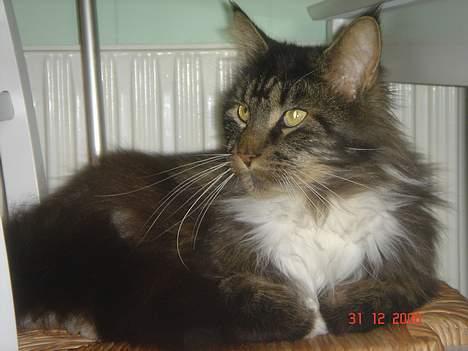 Maine Coon Felix (VÆK) billede 7