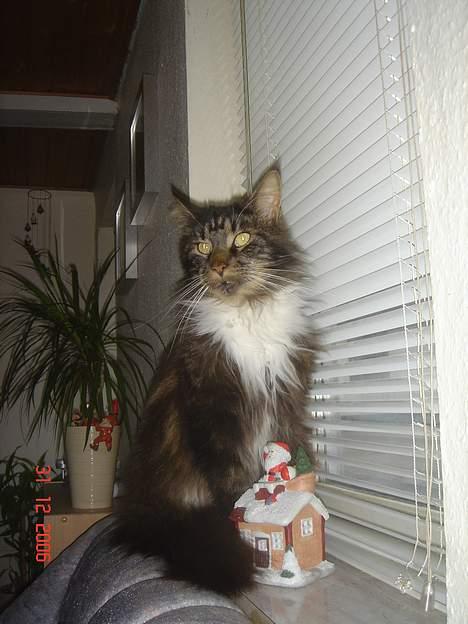 Maine Coon Felix (VÆK) billede 8