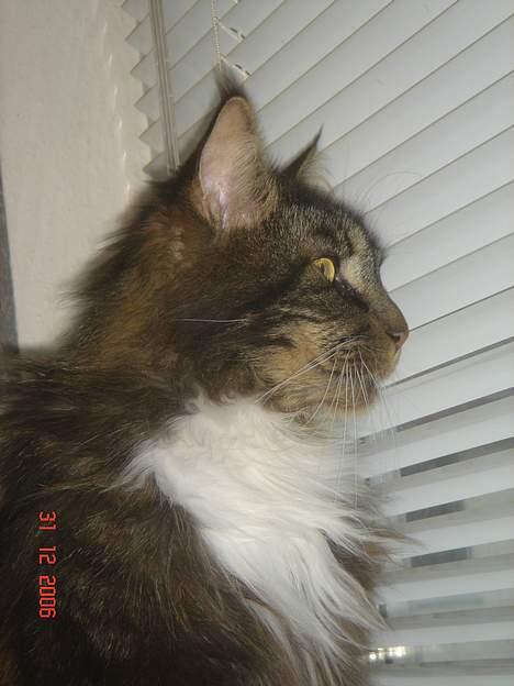 Maine Coon Felix (VÆK) billede 9