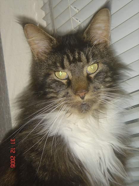 Maine Coon Felix (VÆK) billede 10