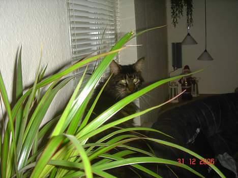 Maine Coon Felix (VÆK) billede 11