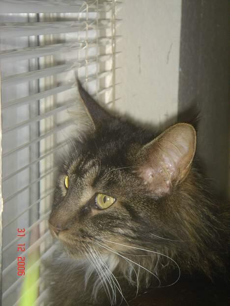 Maine Coon Felix (VÆK) billede 12