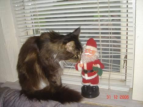 Maine Coon Felix (VÆK) billede 13