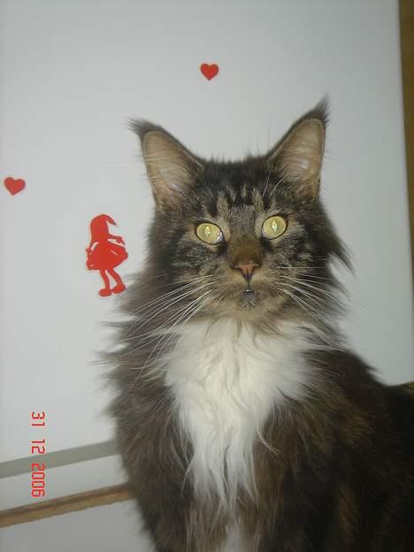Maine Coon Felix (VÆK) billede 14