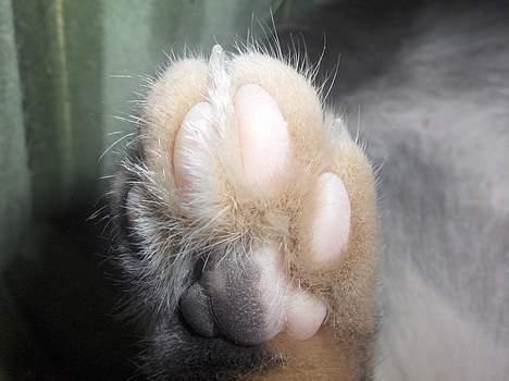 Blanding af racer Cleopatra - smukke poter billede 14