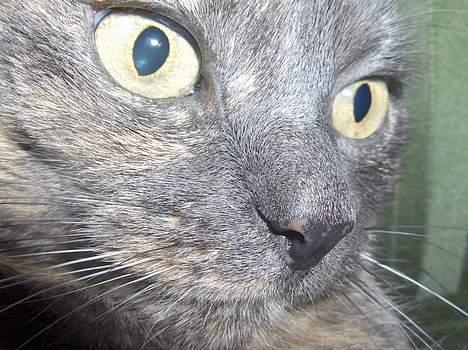 Blanding af racer Cleopatra - smukke øjne billede 15