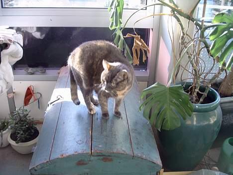 Blanding af racer Cleopatra - mmmmmm. min elskede kiste billede 16