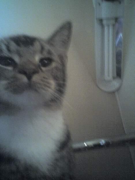 Huskat Mille "Musesnuser" :D billede 1