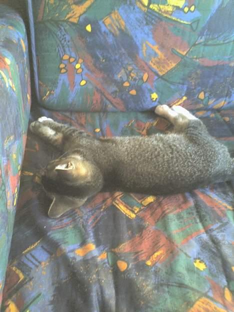 Huskat Mille "Musesnuser" :D - Putte sove. zzz billede 2