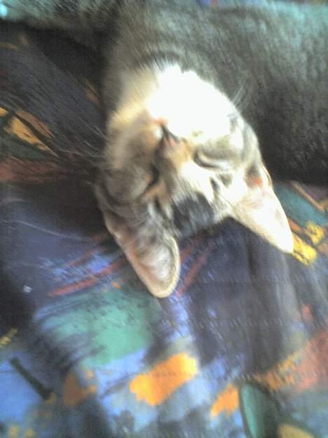 Huskat Mille "Musesnuser" :D billede 3