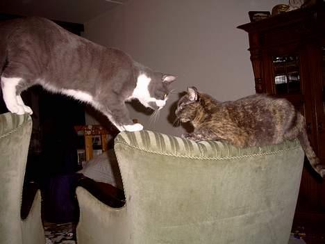 Blanding af racer Cleopatra - her møder cleo sin nye ven Cæsar. billede 17