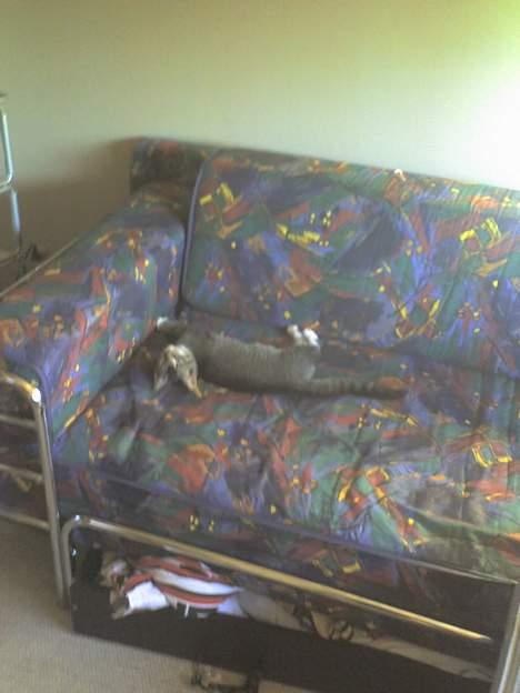 Huskat Mille "Musesnuser" :D billede 4