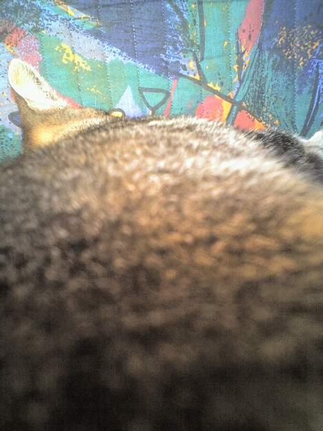 Huskat Mille "Musesnuser" :D - Fin pels :D billede 5