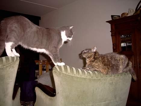 Blanding af racer Cleopatra - måske kan vi godt blive gode venner... billede 18