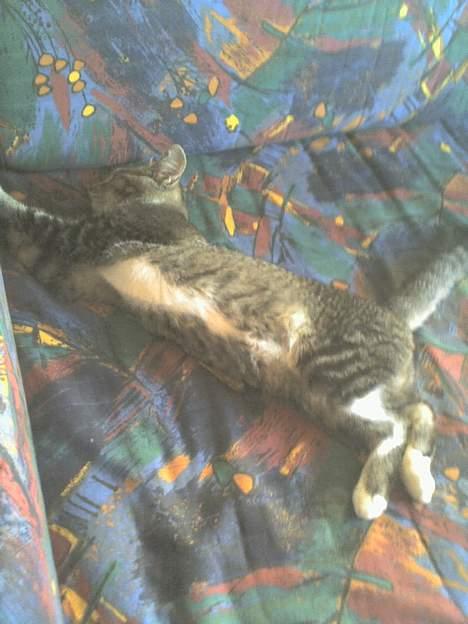 Huskat Mille "Musesnuser" :D billede 6