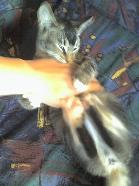 Huskat Mille "Musesnuser" :D - STOP når det bliver sagt :) billede 7