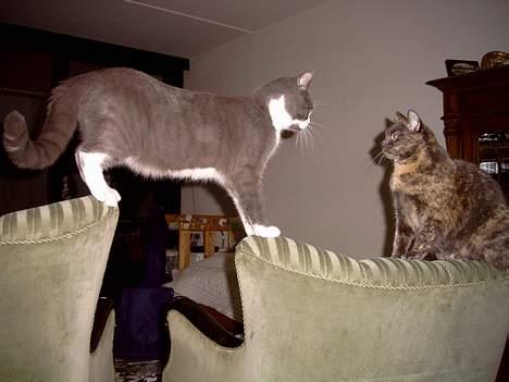 Blanding af racer Cleopatra - men ikke lige nu... billede 19