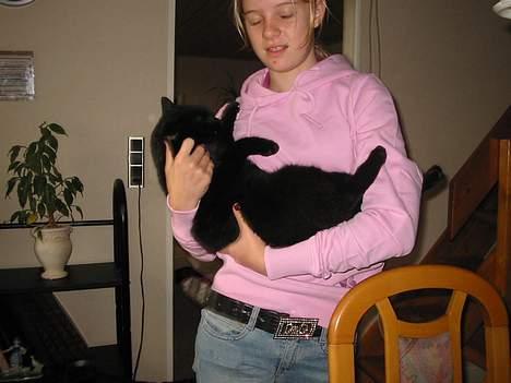 Blanding af racer Brutalis (Bortløbet) billede 10