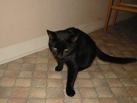 Blanding af racer Brutalis (Bortløbet) billede 11