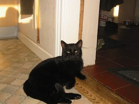 Blanding af racer Brutalis (Bortløbet) billede 12