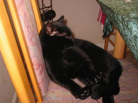 Blanding af racer Brutalis (Bortløbet) billede 13