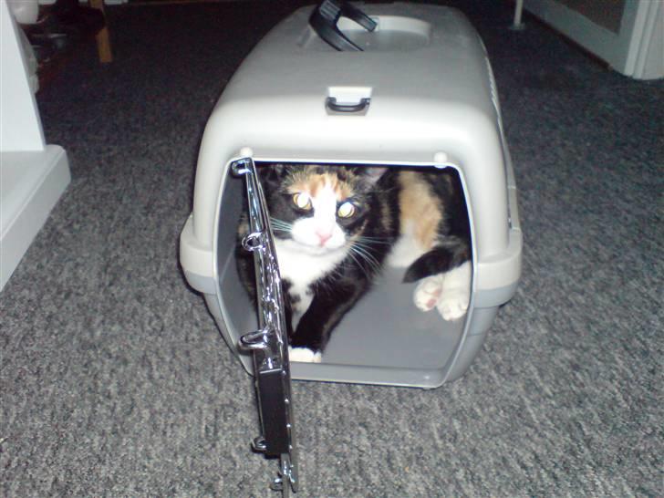 Blanding af racer Jessy - Jessy er blevet helt dus med sin transportkasse:) billede 2