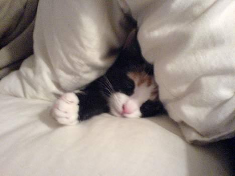 Blanding af racer Jessy - Find Jessy! billede 3