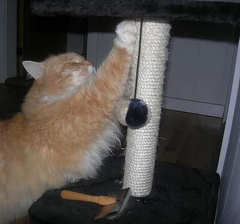 Norsk Skovkat Max - her kradser han sine fine kløer. ;p billede 9