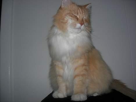 Norsk Skovkat Max - se hvor fotogen han er. en dejlige kat <33 billede 10