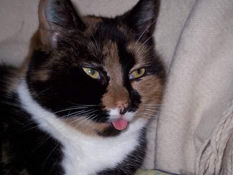 Blanding af racer Mille - Rækker tunqe (: billede 19