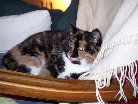 Blanding af racer Mille - Jeq er et rigtigt Fotogen  billede 20