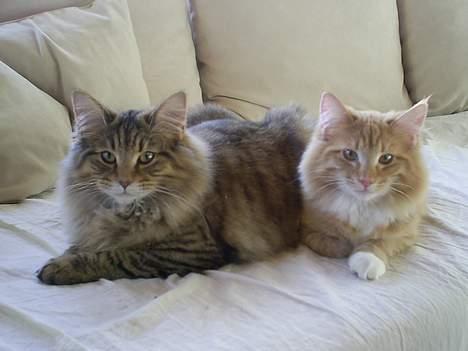 Norsk Skovkat Bjerglossen's Zizella billede 6